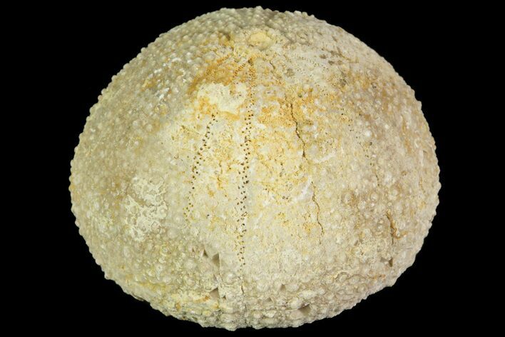 Psephechinus Fossil Echinoid (Sea Urchin) - Morocco #69852